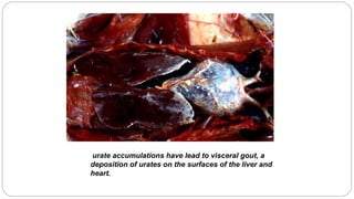 urate accumulations have lead to visceral gout, a
deposition of urates on the surfaces of the liver and
heart.
 