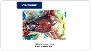 Yellowish spots in liver
MAREK’S DISEASE
 