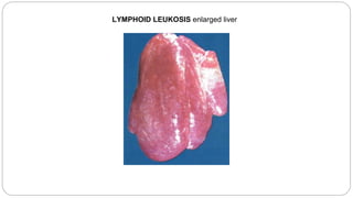 LYMPHOID LEUKOSIS enlarged liver
 