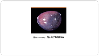 Splenomegaly - COLISEPTICAEMIA
 
