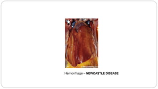 Hemorrhage – NEWCASTLE DISEASE
 