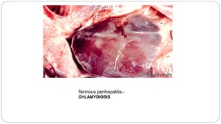 fibrinous perihepatitis.-
CHLAMYDIOSIS
 