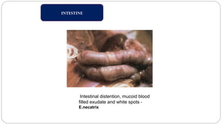 INTESTINE
Intestinal distention, mucoid blood
filled exudate and white spots -
E.necatrix
 