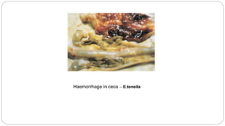 Haemorrhage in ceca – E.tenella
 