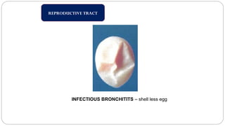 REPRODUCTIVE TRACT
INFECTIOUS BRONCHITITS – shell less egg
 