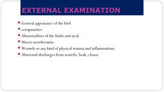 EXTERNAL EXAMINATION
General appearance of the bird
ectoparasites
Abnormalities of the limbs and neck
Mucus memberanne
Wounds or any kind of physical trauma and inflammations
Abnormal discharges from nostrils, beak, cloaca
 
