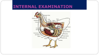 INTERNAL EXAMINATION
 