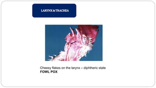Cheesy flakes on the larynx – diphtheric state
FOWL POX
 