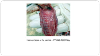 Haemorrhages of the trachea – AVIAN INFLUENZA
 