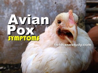 AvianAvian
PoxPoxSYMPTOMSSYMPTOMS
Fowlpox, fowl pox, poultry diseases, diseases of poultry, avian pathology, poultry pathology
 