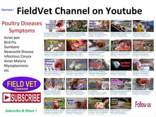 FieldVet Channel on Youtube
Poultry Diseases
Symptoms
Avian pox
Bird Flu
Gumboro
Newcastle Disease
Infectious Coryza
Avian...