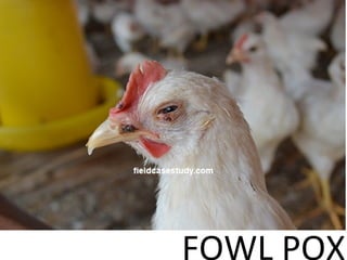 Poultry diseases symptoms, avian pox, fowlpox, fowl pox, chicken pox, poultry diseases
FOWL POX
 