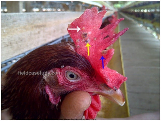 avian pox fowl pox symptoms in chickens avian pox fowl pox symptoms in chickens