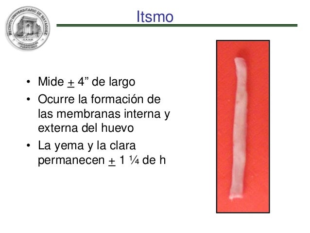 El dolor agudo en el estómago da en los riñones