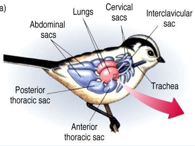 Avian respiration