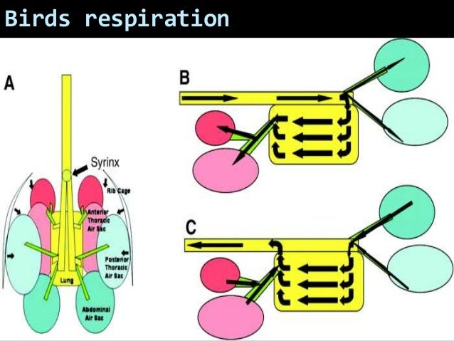 Avian respiration