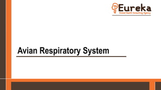 Avian Respiratory System
 