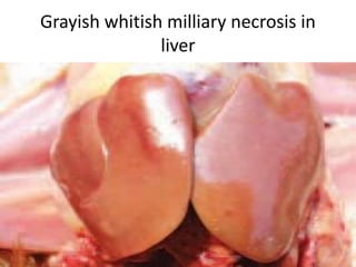 Grayish whitish milliary necrosis in
liver
 