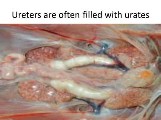 Ureters are often filled with urates
 