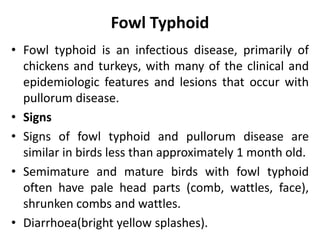 Fowl Typhoid
• Fowl typhoid is an infectious disease, primarily of
chickens and turkeys, with many of the clinical and
epidemiologic features and lesions that occur with
pullorum disease.
• Signs
• Signs of fowl typhoid and pullorum disease are
similar in birds less than approximately 1 month old.
• Semimature and mature birds with fowl typhoid
often have pale head parts (comb, wattles, face),
shrunken combs and wattles.
• Diarrhoea(bright yellow splashes).
 