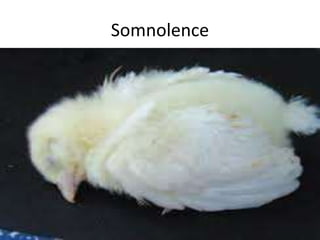 Somnolence
 