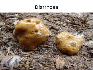 Diarrhoea
 