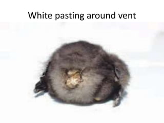 White pasting around vent
 