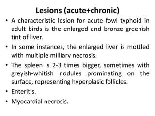 Lesions (acute+chronic)
• A characteristic lesion for acute fowl typhoid in
adult birds is the enlarged and bronze greenish
tint of liver.
• In some instances, the enlarged liver is mottled
with multiple milliary necrosis.
• The spleen is 2-3 times bigger, sometimes with
greyish-whitish nodules prominating on the
surface, representing hyperplasic follicles.
• Enteritis.
• Myocardial necrosis.
 