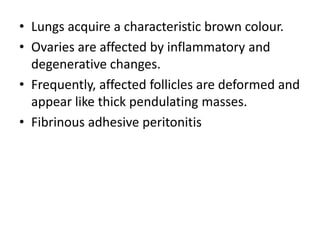 • Lungs acquire a characteristic brown colour.
• Ovaries are affected by inflammatory and
degenerative changes.
• Frequently, affected follicles are deformed and
appear like thick pendulating masses.
• Fibrinous adhesive peritonitis
 