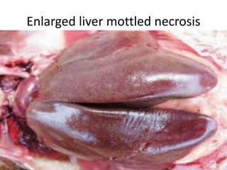 Enlarged liver mottled necrosis
 