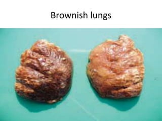 Brownish lungs
 