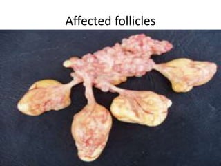 Affected follicles
 