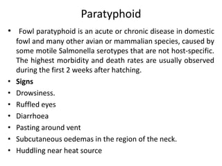 Paratyphoid
• Fowl paratyphoid is an acute or chronic disease in domestic
fowl and many other avian or mammalian species, caused by
some motile Salmonella serotypes that are not host-specific.
The highest morbidity and death rates are usually observed
during the first 2 weeks after hatching.
• Signs
• Drowsiness.
• Ruffled eyes
• Diarrhoea
• Pasting around vent
• Subcutaneous oedemas in the region of the neck.
• Huddling near heat source
 
