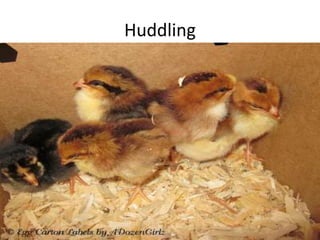 Huddling
 