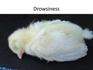 Drowsiness
 