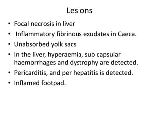 Lesions
• Focal necrosis in liver
• Inflammatory fibrinous exudates in Caeca.
• Unabsorbed yolk sacs
• In the liver, hyperaemia, sub capsular
haemorrhages and dystrophy are detected.
• Pericarditis, and per hepatitis is detected.
• Inflamed footpad.
 
