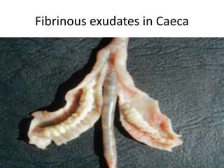 Fibrinous exudates in Caeca
 