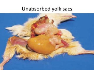 Unabsorbed yolk sacs
 