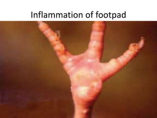 Inflammation of footpad
 