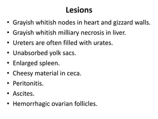 Lesions
• Grayish whitish nodes in heart and gizzard walls.
• Grayish whitish milliary necrosis in liver.
• Ureters are often filled with urates.
• Unabsorbed yolk sacs.
• Enlarged spleen.
• Cheesy material in ceca.
• Peritonitis.
• Ascites.
• Hemorrhagic ovarian follicles.
 
