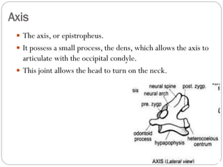 Avian skeletal system | PDF