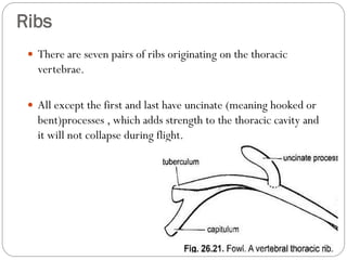 Avian skeletal system | PDF