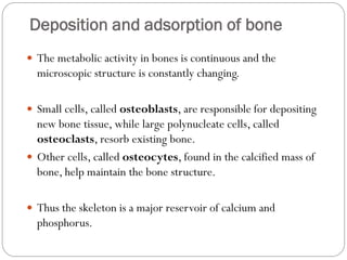 Avian skeletal system | PDF