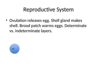Avian_Teaching_Presentation_With_Notes_Visuals.pptx