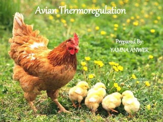Avian Thermoregulation
PreparedBy:
YAMNA ANWER
 