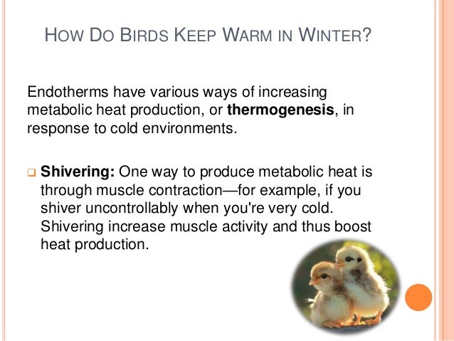 Avian thermoregulation