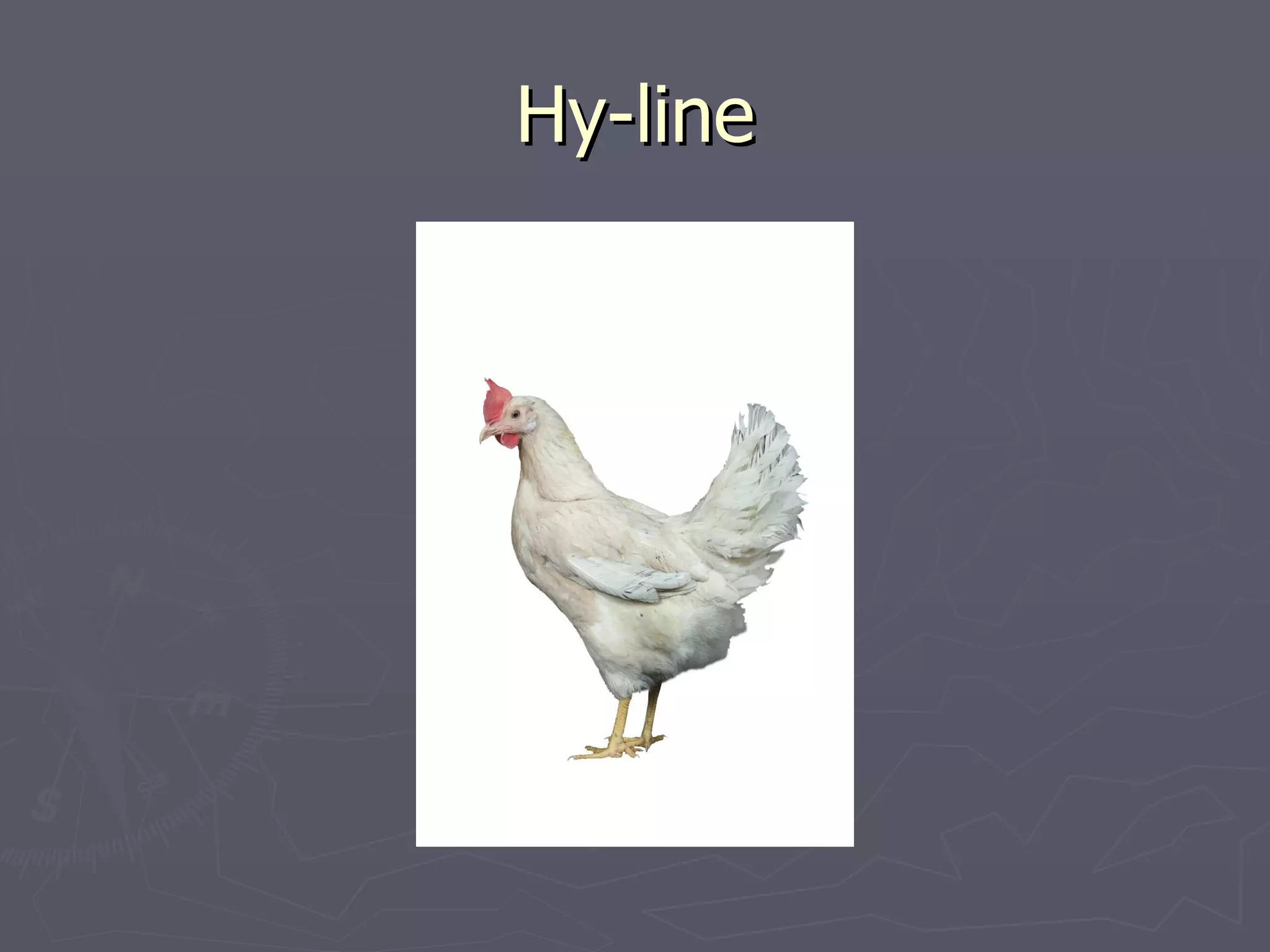 Hy-line 