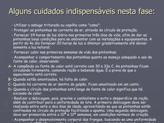 Alguns cuidados indispensáveis nesta fase: -  Utilizar o sabugo triturado ou cepilho como "cama"; -  Proteger as pintainhas de corrente de ar, através do círculo de proteção; -  Fornecer 24 horas de luz diária nos primeiros três dias de vida, afim de dar as pintainhas boas condições para se ambientar com as instalações e equipamentos. A partir do 4o dia fornecer 20 horas de luz e diminuir gradativamente até deixar somente a luz natural; -  Fornecer calor nas primeiras semanas de vida das pintainhas; -  Acompanhar o comportamento das pintainhas quanto ao manejo adequado e uso da fonte de calor, observando: A-  A campânula ou fonte de calor está correta com 30 a 33o C. As pintainhas ficam circulando livremente, comendo ração e bebendo água. É a prova de que o aquecimento está correto. B-  Quando estão amontoados, há falta de calor. C-  Quando há corrente de ar dentro do galpão, ficam amontoado em um canto . D-  Quando o círculo das pintainhas está longe da fonte de calor significa que há excesso de calor. -  Realizar a debicagem, pois, previne o canibalismo e evita o desperdício de ração, além de contribuir para a uniformidade do lote. A primeira debicagem deve ser realizada entre sete e dez dias de idade, aproveitando-se que as pintainhas estão confinadas no círculo de proteção facilitando a apanha. Uma segunda debicagem, deve ser promovida entre a 10ª e 12ª semanas, em condições normais de criação. -  Acompanhar o desenvolvimento corporal das frangas, buscando-se uma uniformidade em torno de 80%. Esse resultado é a garantia de uma maturidade sexual a uma idade fisiologicamente adequada e um desempenho de produção economicamente esperado. 