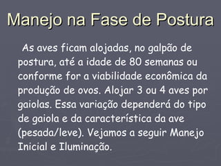 Manejo na Fase de Postura As aves ficam alojadas, no galpão de postura, até a idade de 80 semanas ou conforme for a viabilidade econômica da produção de ovos. Alojar 3 ou 4 aves por gaiolas. Essa variação dependerá do tipo de gaiola e da característica da ave (pesada/leve). Vejamos a seguir Manejo Inicial e Iluminação. 