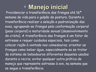 Providenciar a transferência das frangas até 16ª semana de vida para o galpão de postura. Durante a transferência realizar a seleção e padronização das aves, agrupando-se frangas pela conformação corporal (peso corporal) e maturidade sexual (desenvolvimento da crista). A transferência das frangas é um fator de estresse e requer cuidados especiais, tais como: colocar ração à vontade nos comedouros; orientar as frangas como beber água, especialmente se se tratar de sistema de bebedouros diferentes daqueles usados durante a recria; evitar qualquer outra prática de manejo que represente estresse à ave, na semana que se segue a transferência. Manejo inicial 